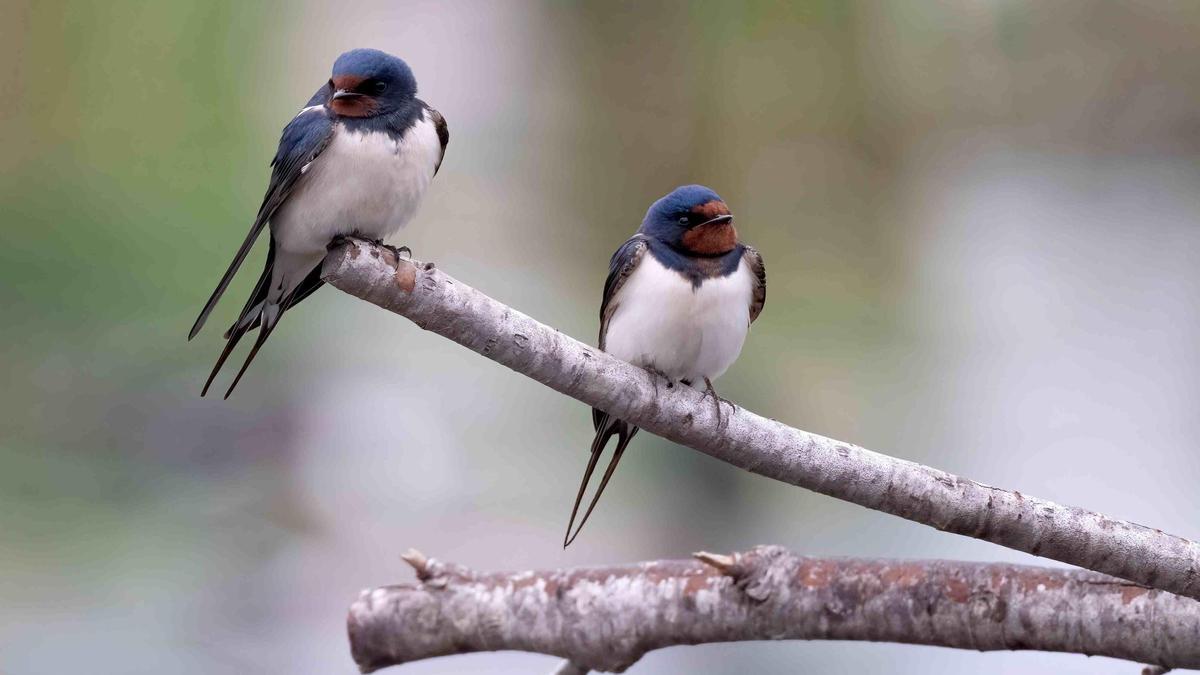 Especies comunes como el gorrión o la golondrina se extinguen sin que nos demos cuenta.