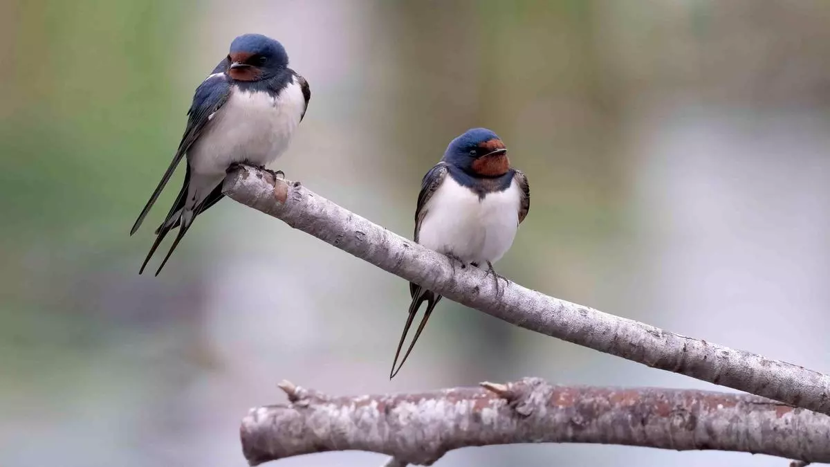 Especies comunes como el gorrión o la golondrina se extinguen sin que nos demos cuenta
