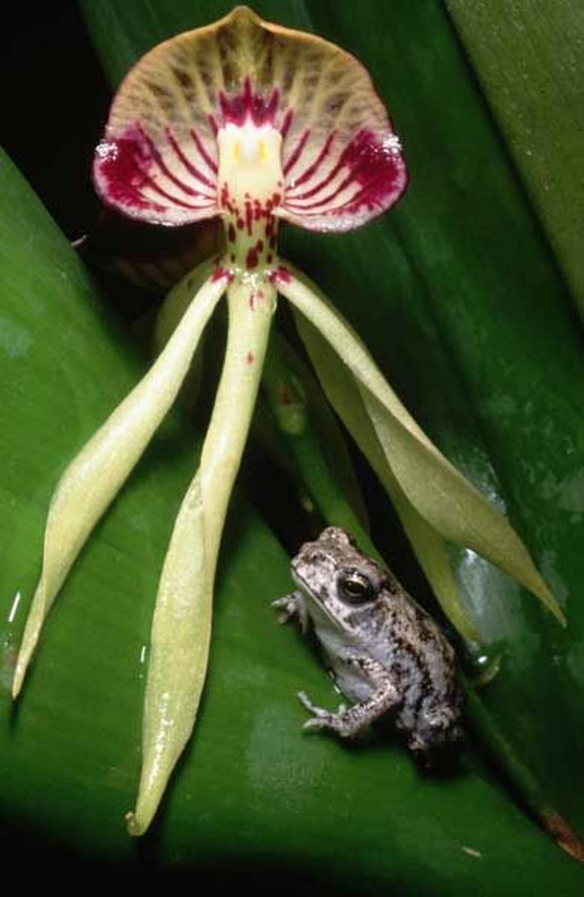 Sapo enano en una orquidea negra.