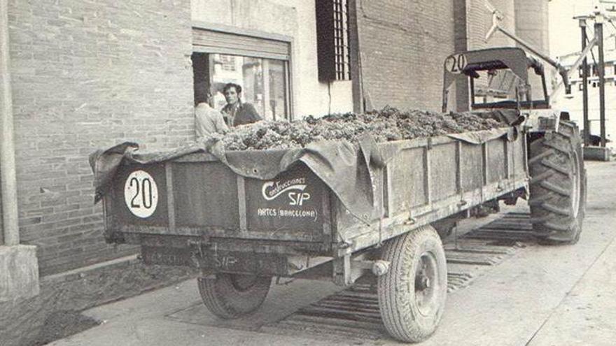 Un tractor amb el remolc ple de raïm als anys seixanta - Arxiu/Celler Cooperatiu d’Artés