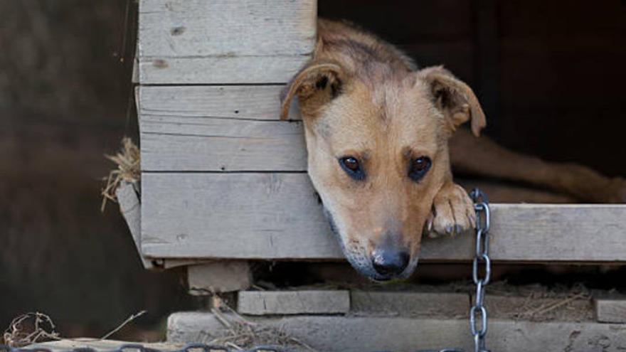 Un perro, atado con una cadena a su caseta.