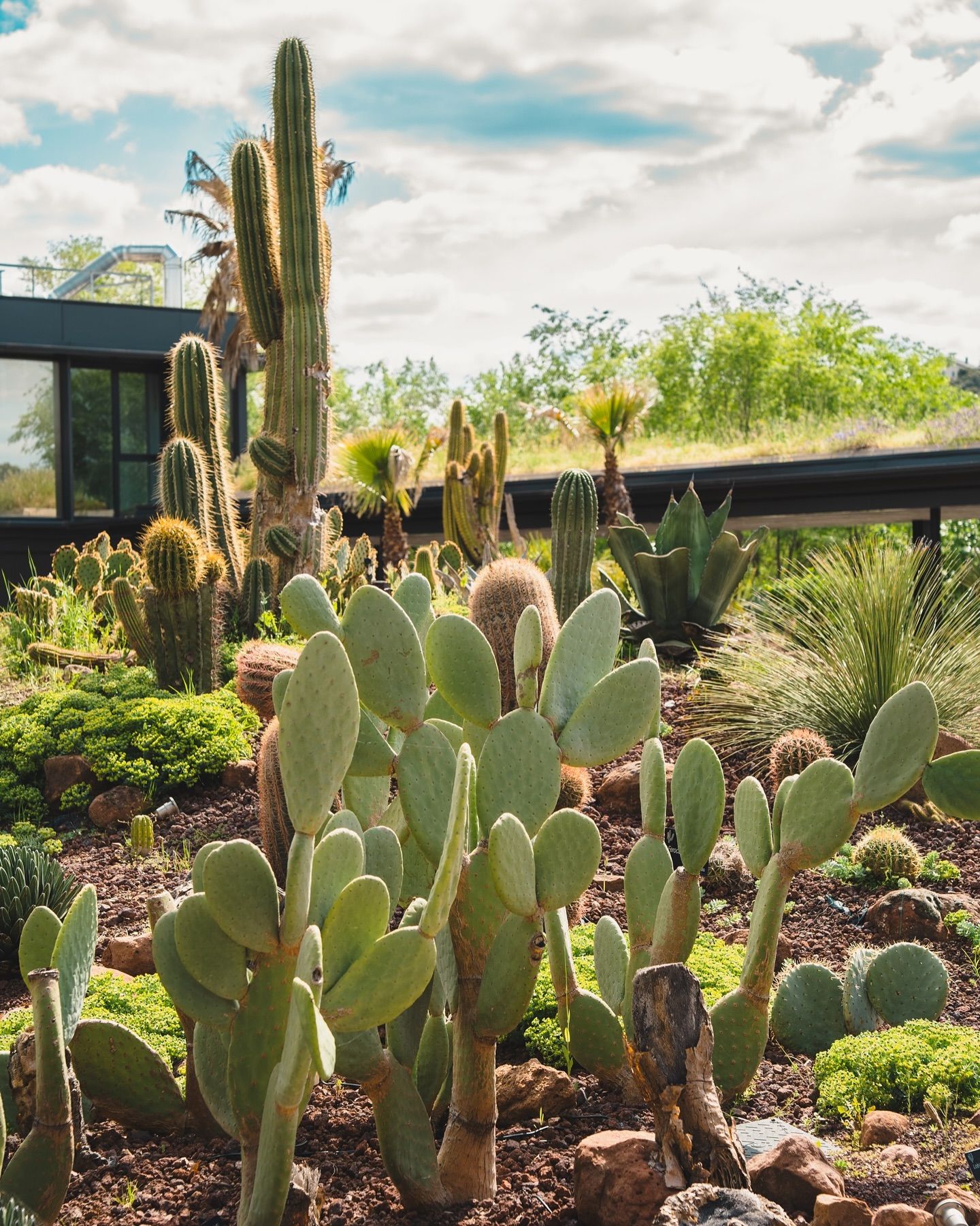 En el desierto de Madrid hay más de 600 especies de cactus de todo el mundo