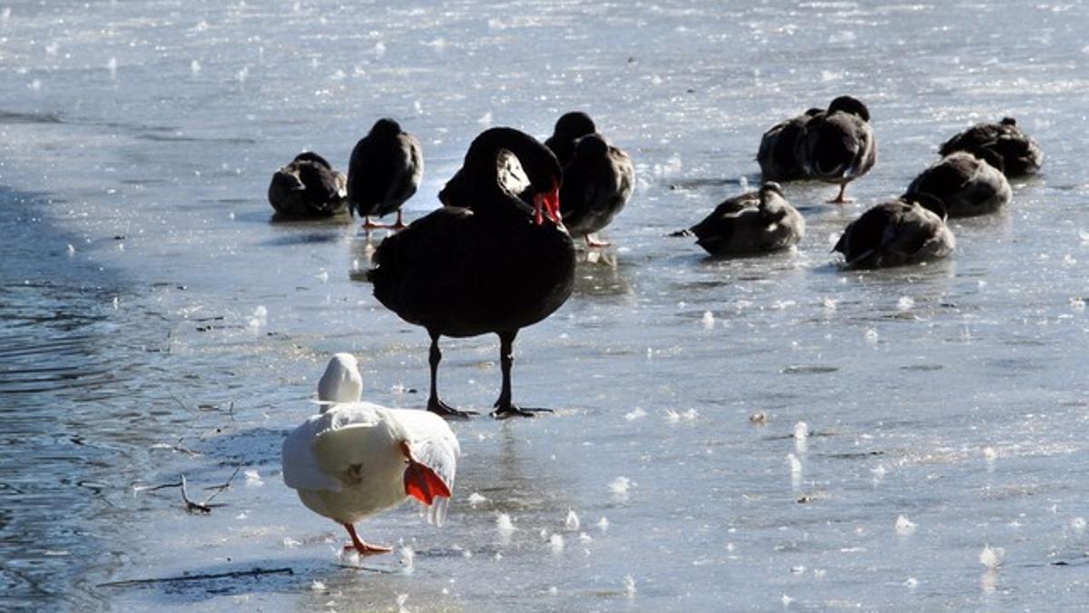 Un grupo de patos, sobre el estanque helado de Puigcerdà (Cerdanya).