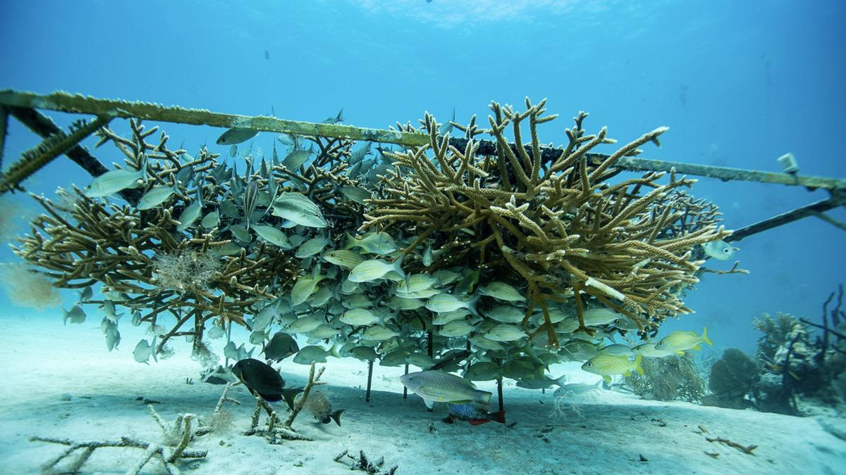 Iberostar mantiene cuatro viveros de corales subacuáticos en el Caribe y un laboratorio de corales en tierra en su complejo en Playa Bávaro (República Dominicana)