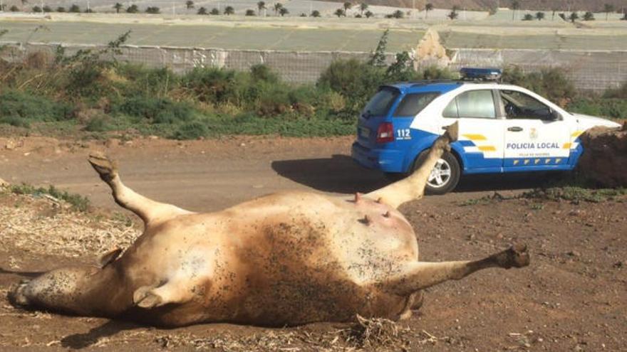 La vaca muerta hallada en el Camino del Conde, junto a un vehículo de la Policía Local, ayer.