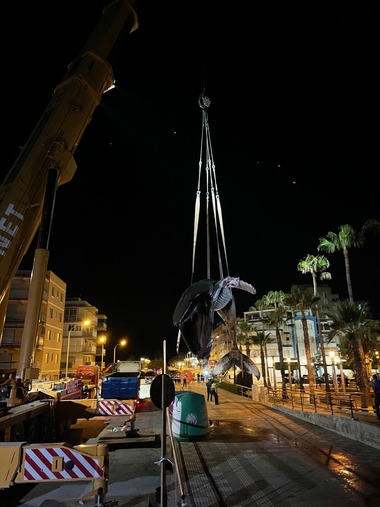 Operación final para el traslado de la ballena muerta en Tavernes