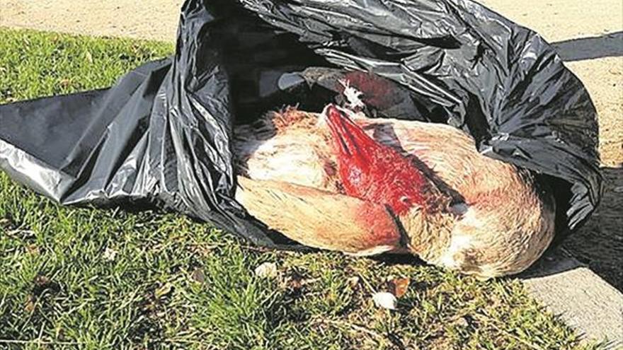 Indignación tras aparecer patos muertos en el parque del Lago