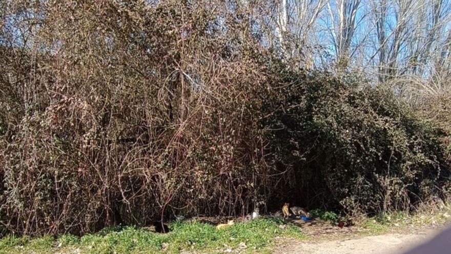 Una colonia de gatos en Benavente. | E. P.