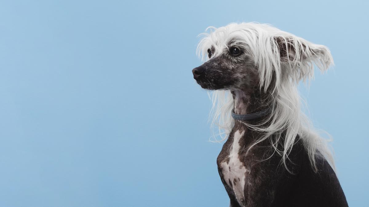Las razas de perros pequeños más feos del mundo que demuestran que la  belleza está en el interior - Información