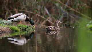 Licitadas las obras de la segunda fase del Refugio de Biodiversidad del Besòs en Santa Coloma