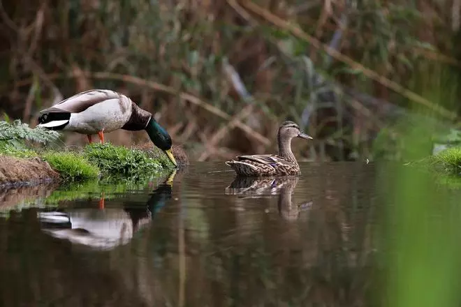 De refugios de biodiversidad a reutilizar aguas grises: Santa Coloma, El Prat, Mataró y Sant Cugat avanzan hacia la sostenibilidad