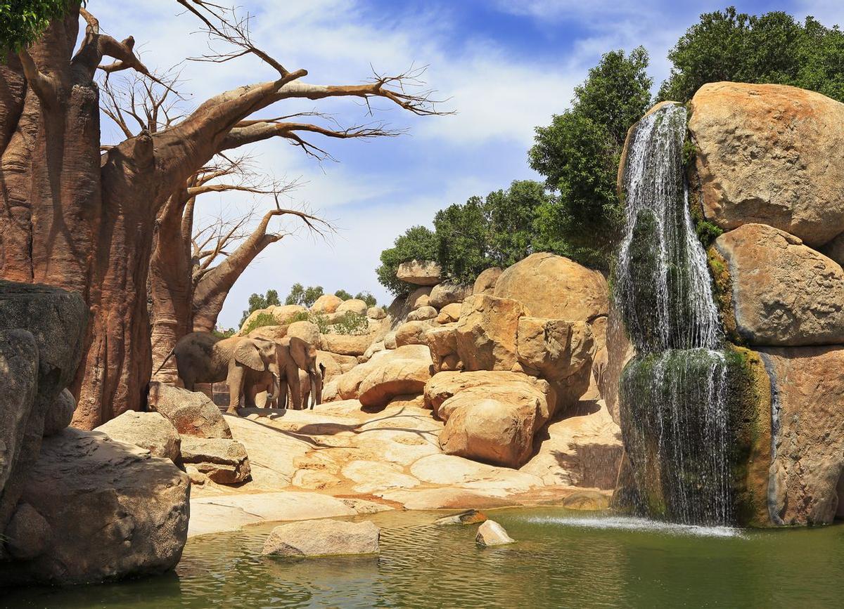 Valencia imprescindible - Elefantes en Bioparc