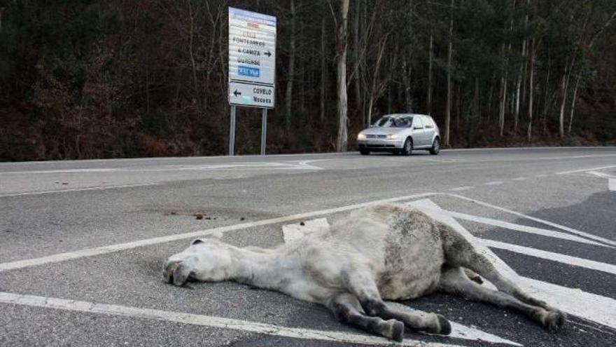 Un caballo muerto tras ser atropellado en la carretera de Covelo a Paraños.  // A. Hernández