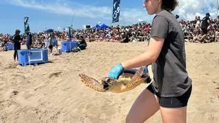 Liberan cuatro tortugas marinas en la playa de El Prat de Llobregat