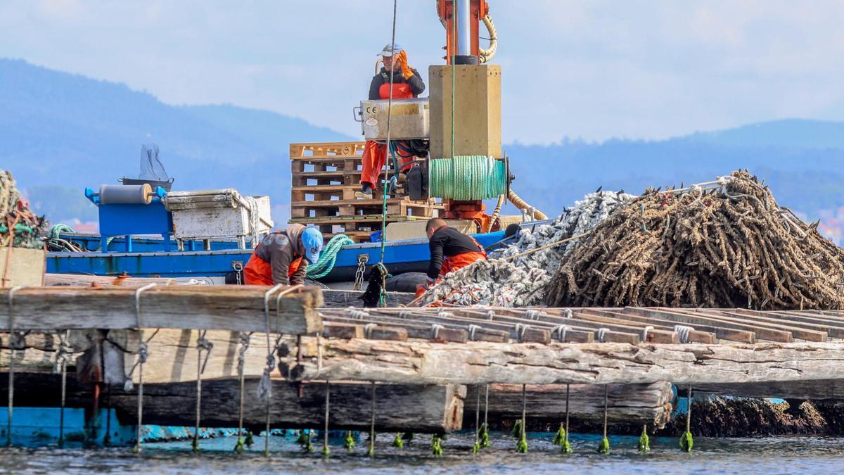 Bateeiros realizando el desdoble de cuerdas, a la espera de que la toxicidad remita en su polígono para poder comercializar mejillón.