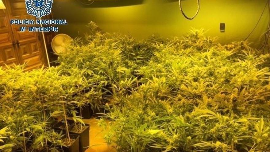 Detenido un hombre en Mérida por tener una plantación de marihuana en su casa