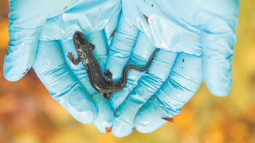 La protecció del tritó del Montseny continuarà més enllà del projecte Life