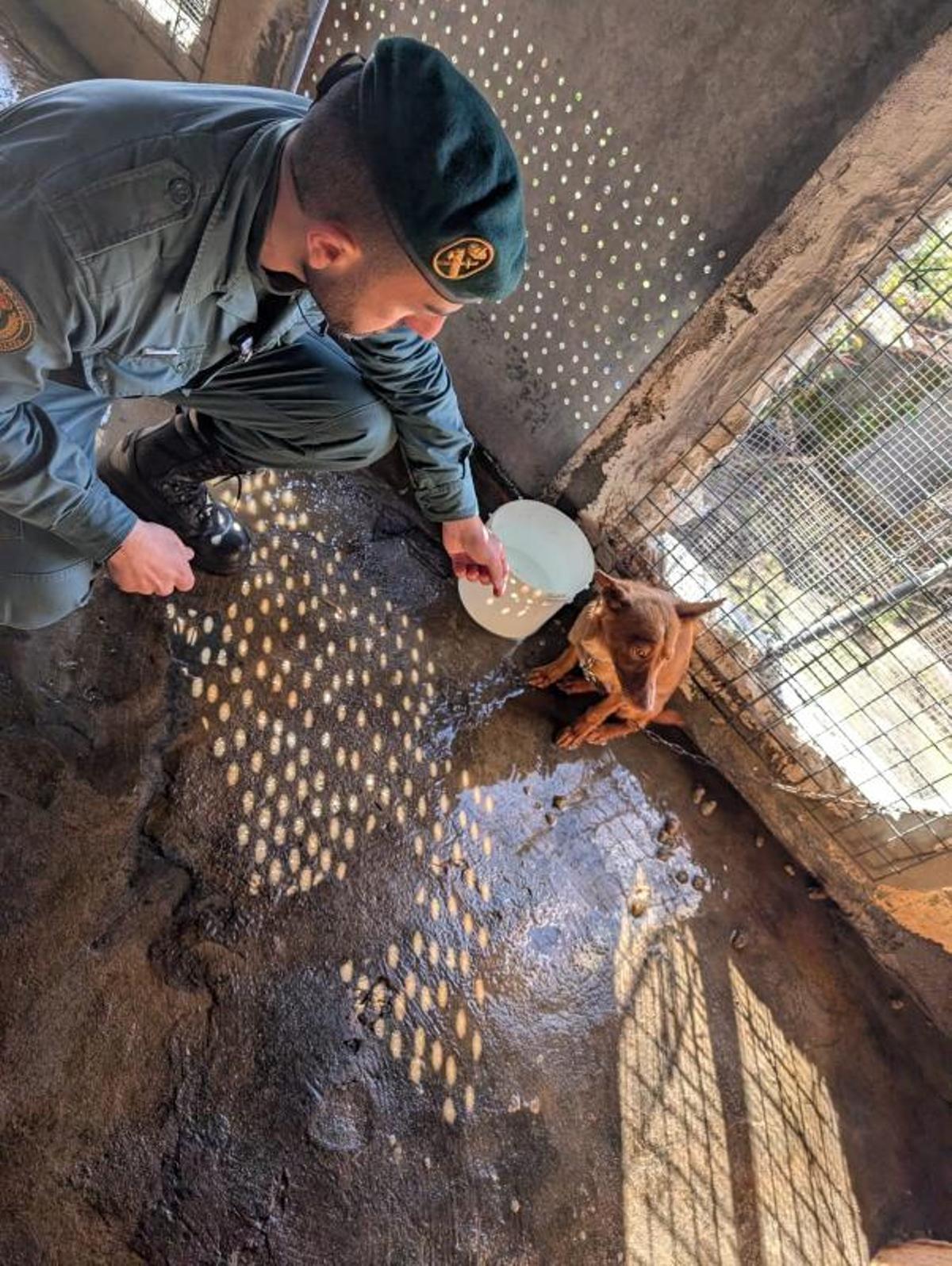 Retiran 22 perros de caza a un vecino de Meira que los tenía enjaulados y escuálidos Retiran 22 perros de caza a un vecino de Meira que los tenía enjaulados y escuálidos