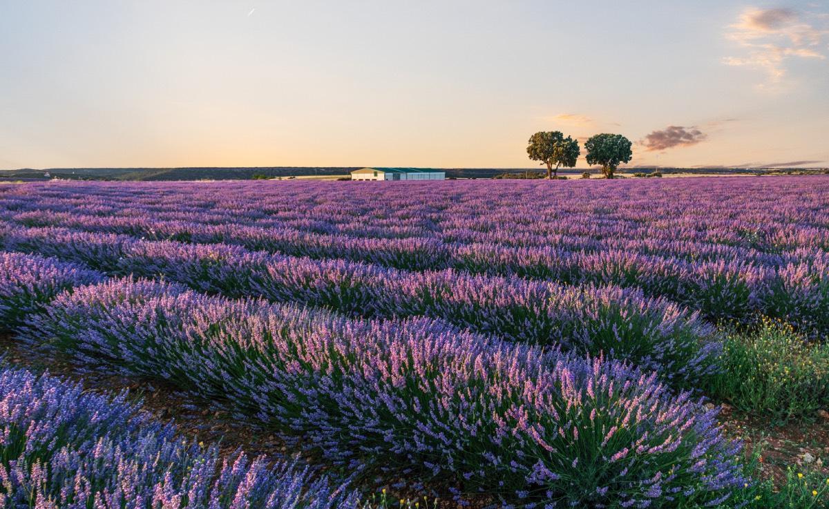 Los campos de lavanda más fotografiados de España tiñen de morado una comarca que muchos comparan con La Provenza francesa