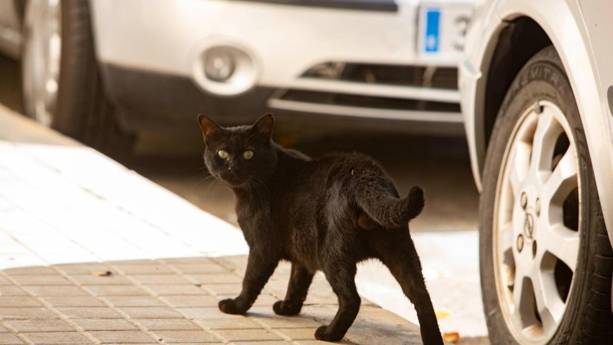 Imagen de archivo de un gato callejero captada en Xàtiva.