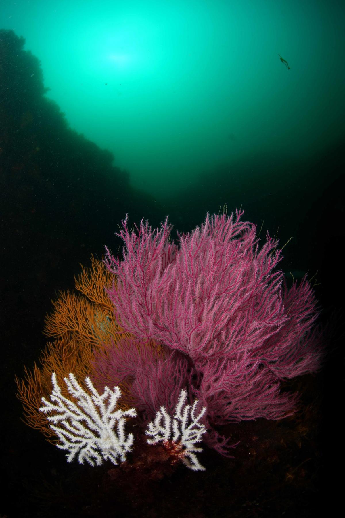 LOS GANADORES DEL CAMPEONATO DE ASTURIAS DE DE FOTOGRAFÍA SUBMARINA