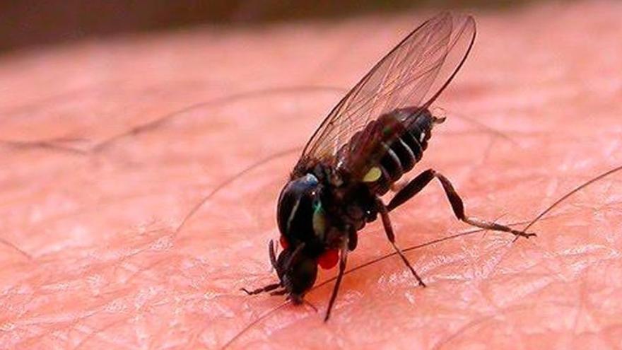 Si ves esta mosca, NO te acerques: es realmente peligrosa y puede provocarte esto