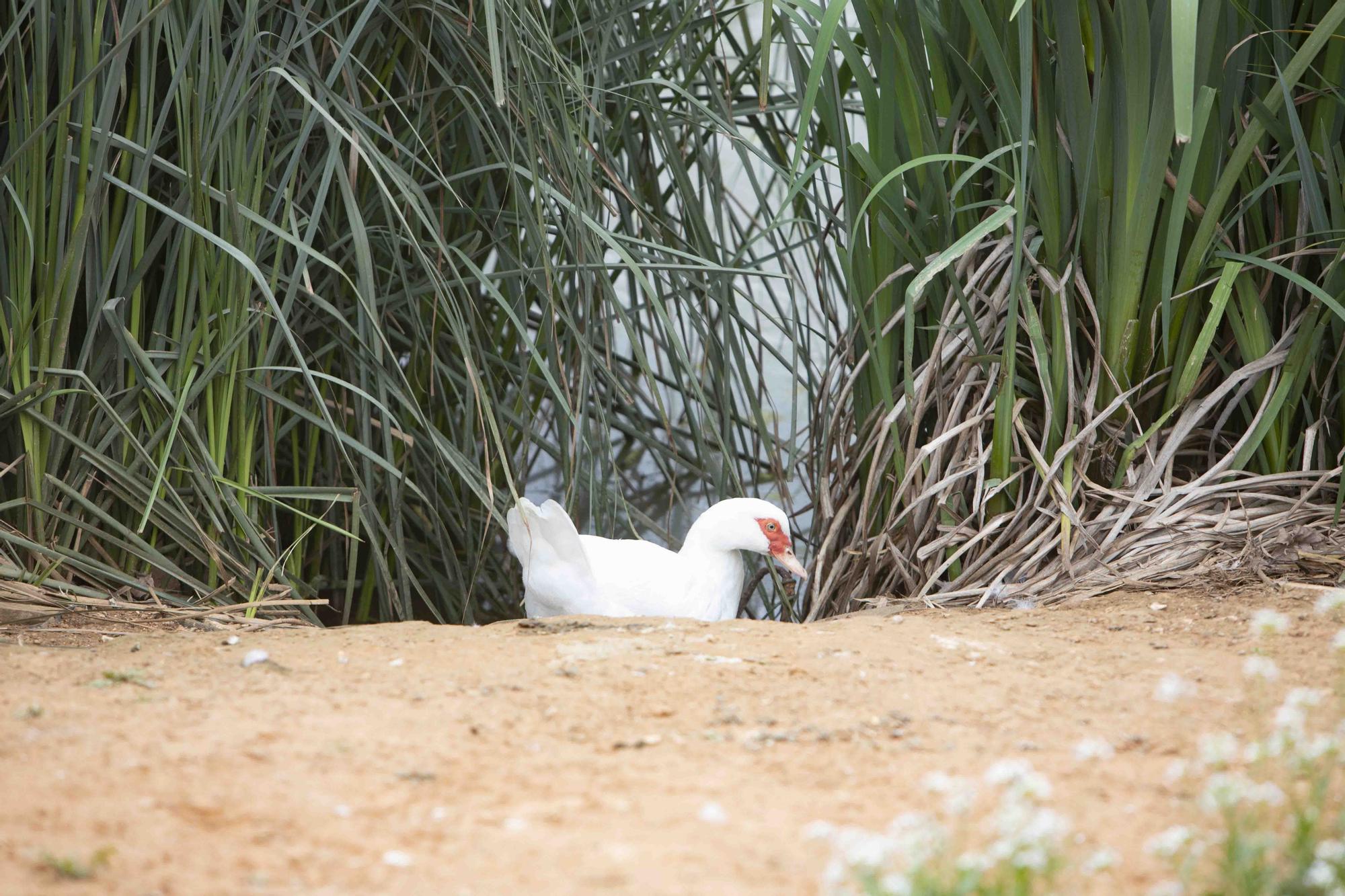 La insalubridad impera en la "charca artificial" de Canals