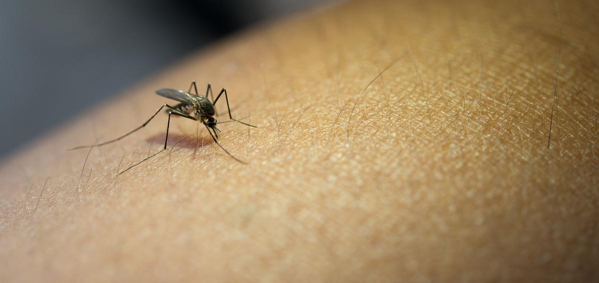 Los mosquitos son transmisores de graves enfermedades