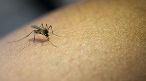 Los mosquitos son transmisores de graves enfermedades