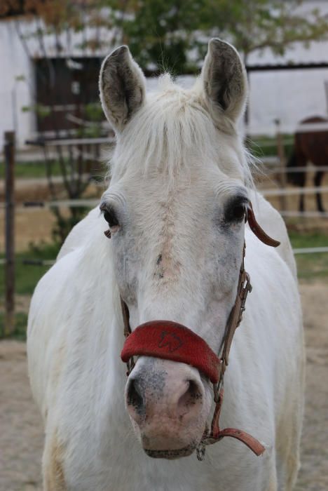 Santuario de caballos CYD Santa María en Alhaurín