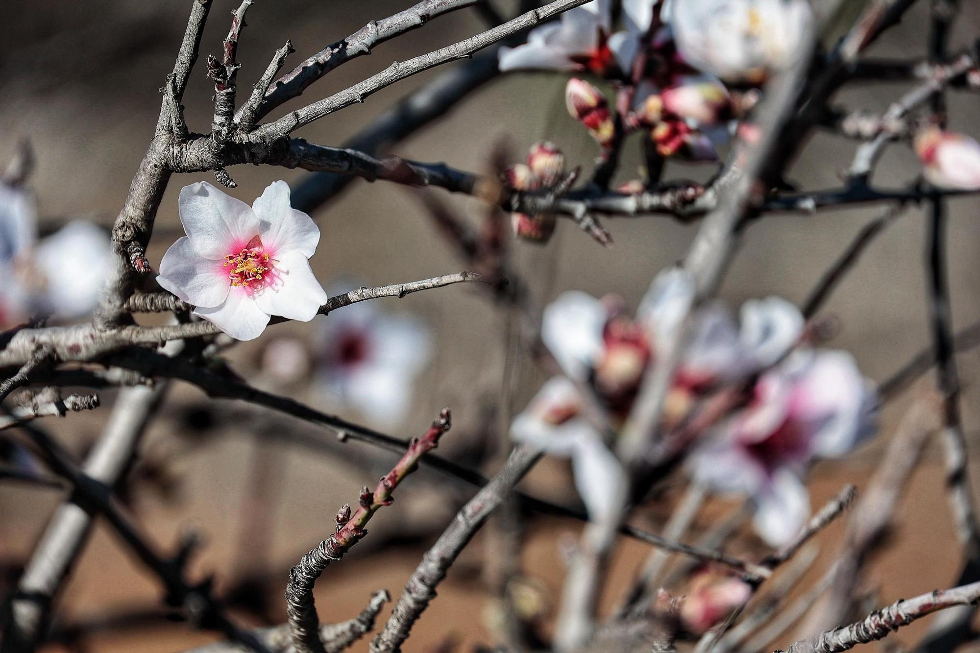 Pateos para ver el almendro en flor