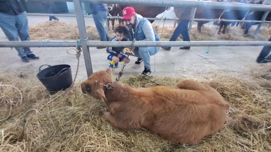 La vaca autóctona cotiza alto en la subasta de Mieres: hasta 5.700 euros por un xato