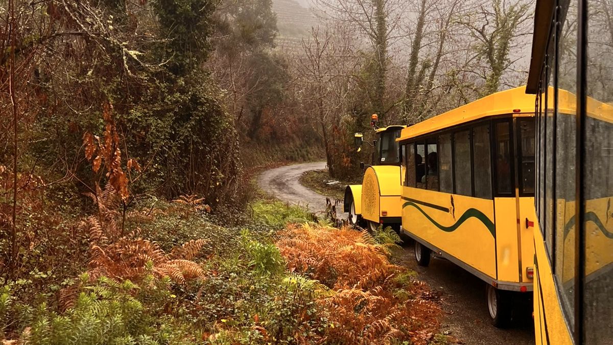 El Tren Aba Sacra se adentra entre los bosques teñidos de ocres y dorados, en pleno corazón otoñal de la Ribeira Sacra
