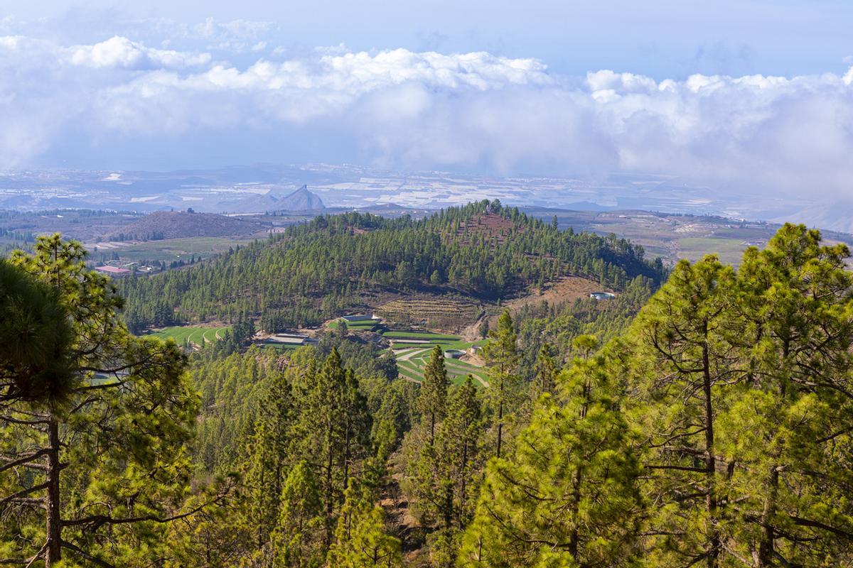 Los pinos en el mirador de Vilaflor, en Tenerife