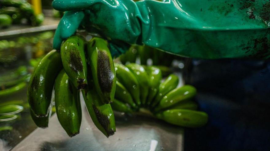 Un centenar de agricultores de La Palma se manifiestan por el futuro del plátano, herido de muerte por el volcán