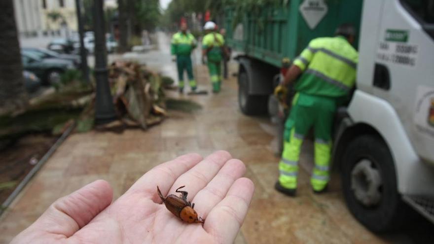 El enemigo indestructible. Pese a su reducido tamaño, que no se despliega más allá de los cinco centímetros, el picudo ha demostrado un poder devastador en el corazón de las palmeras, donde teje galerías de más de un metro. Normalmente permanecen en el mismo ejemplar hasta que se les acaba el sustento.