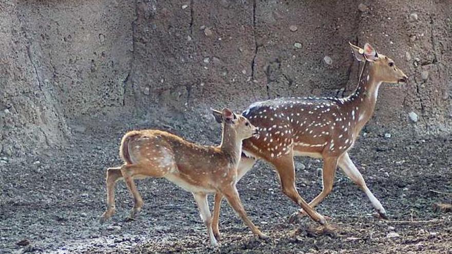 Aumenta la familia de Terra Natura