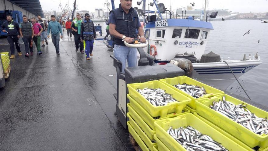 Descargas de anchoa en el puerto de A Coruña.