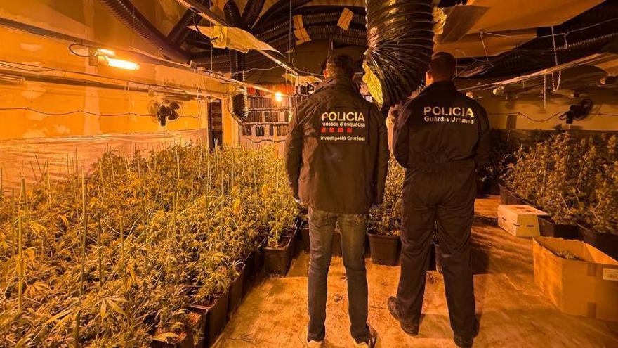 Imatges del desmantellament d’una plantació de 1.830 plantes de marihuana a Figueres