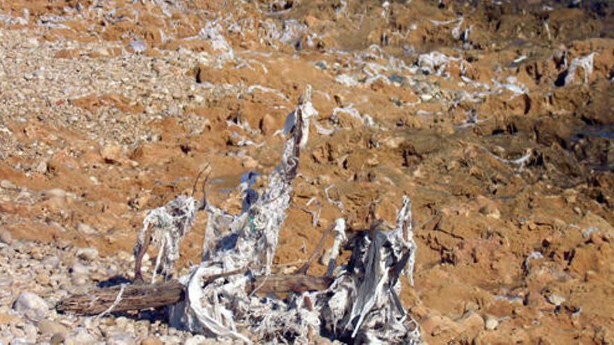 El mar escupe en Xàbia cientos de toallitas de váter