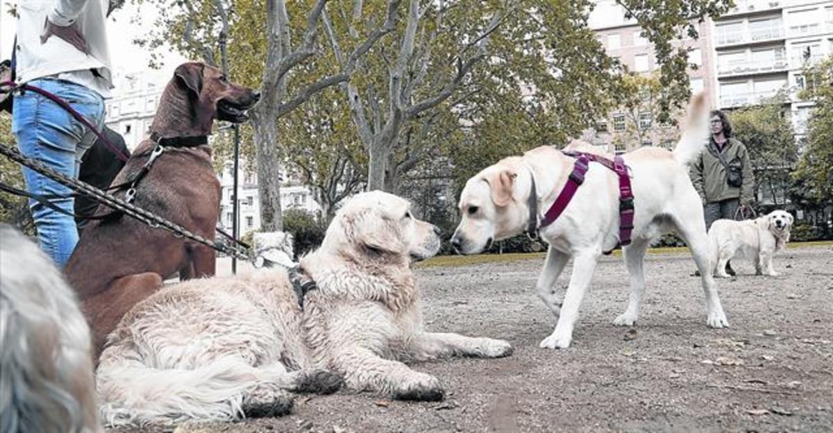 Varios vecinos con sus perros, alguno de ellos sin atar, en el Turó Park.