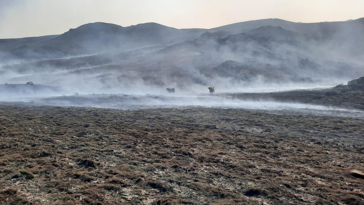 El ganado, entre el humo y las cenizas por el incendio en Porto