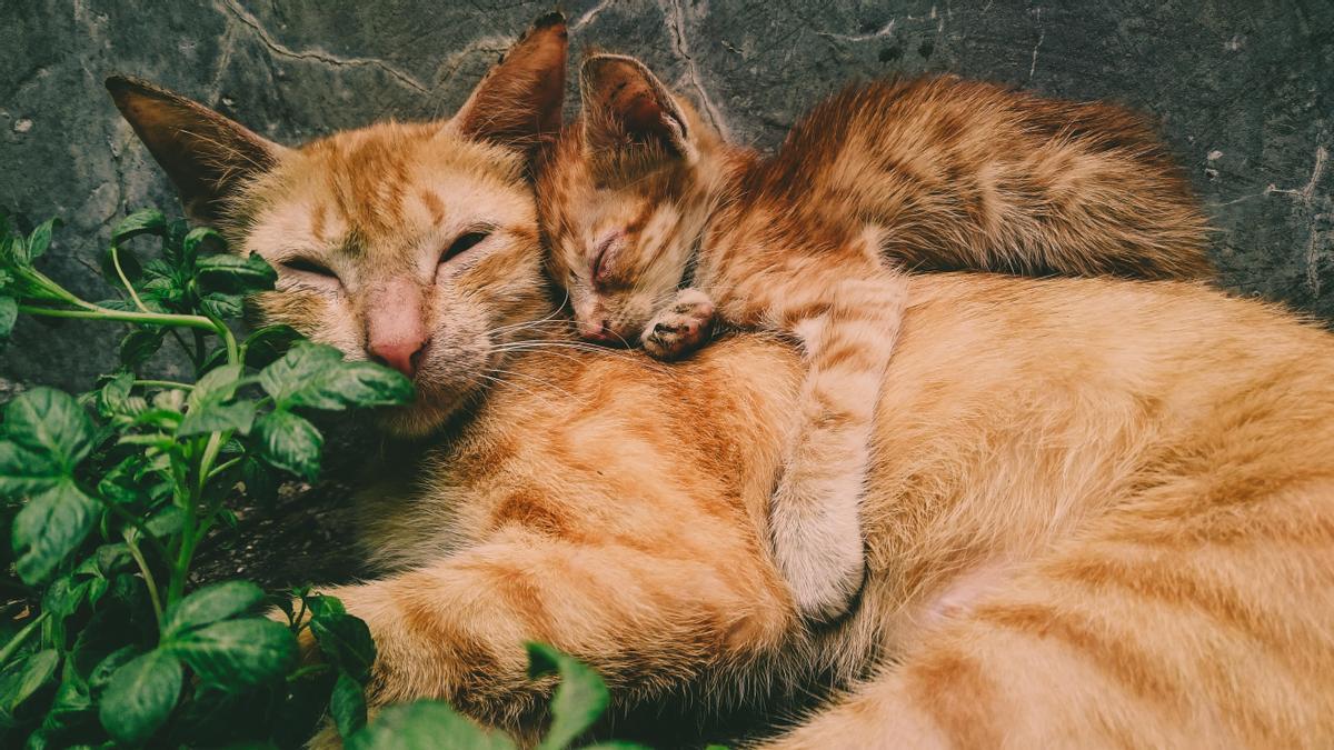 GATOS: Hasta qué edad crecen los felinos