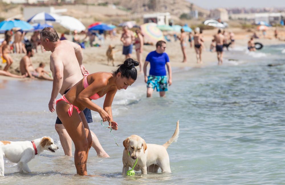 Playa de perros de Agua Amarga