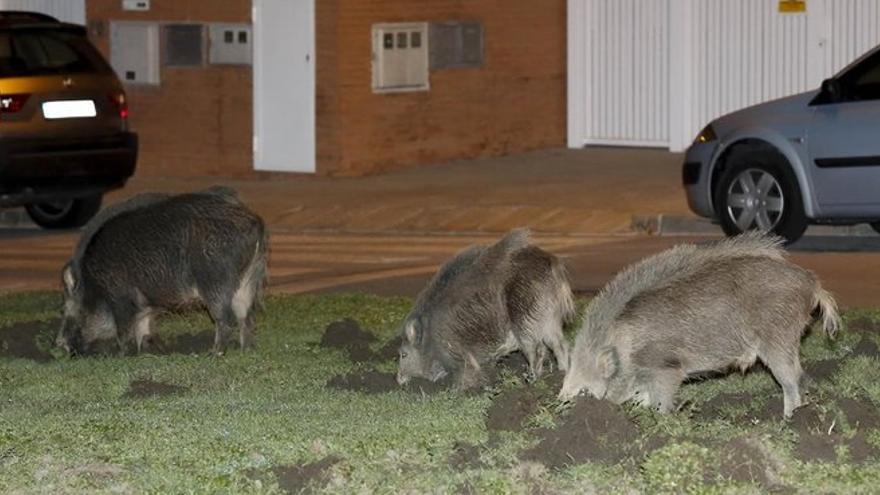 Los jabalís llegan a playas y bares y desatan la alarma en Portugal