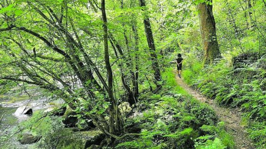 Sendero a orillas del río Mandeo a su paso por Coirós.  | // LA OPINIÓN