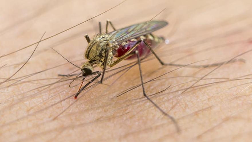 El virus Zika se transmite a través del mosquito Aedes