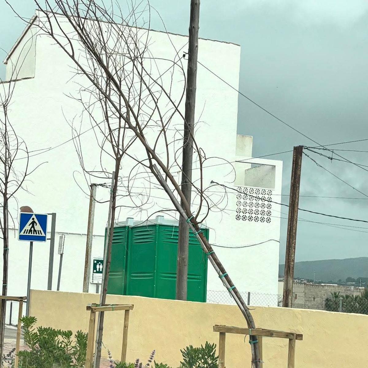 Árbol plantado recientemente y ahora tronchado
