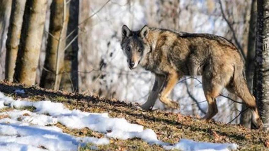 La caça del llop estarà prohibida a tot Espanya