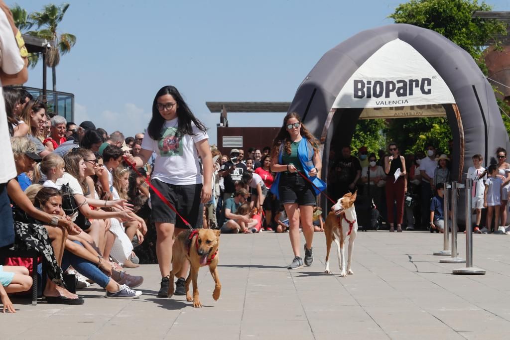 Pasarela de perros de adopción en Bioparc